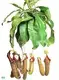 Miranda Fly Trapper Tray Indoor Nepenthes Plant 1