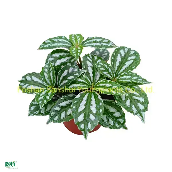 Unique Pilea Notata Tissue Culture Tray Bonsai Plant 1