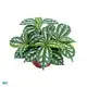 Unique Pilea Notata Tissue Culture Tray Bonsai Plant 1
