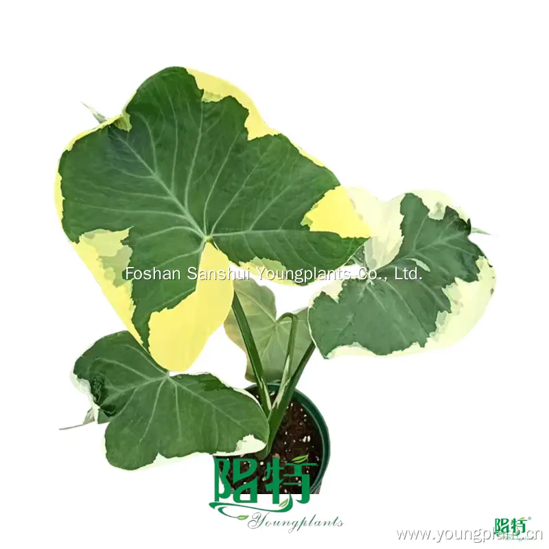 Alocasia Albo Marginata: Mouse Cup Plant 1