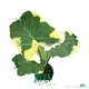 Alocasia Albo Marginata: Mouse Cup Plant 1
