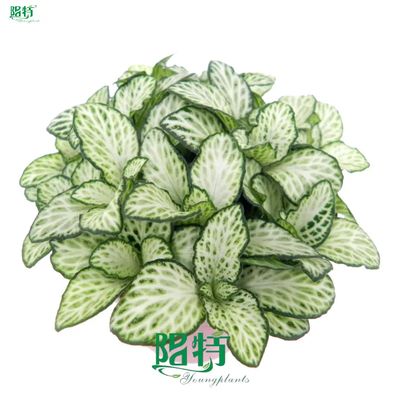 Enhanced Fittonia Snow Anne Indoor Plants for Flower & Gardening 1