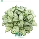 Enhanced Fittonia Snow Anne Indoor Plants for Flower & Gardening 1