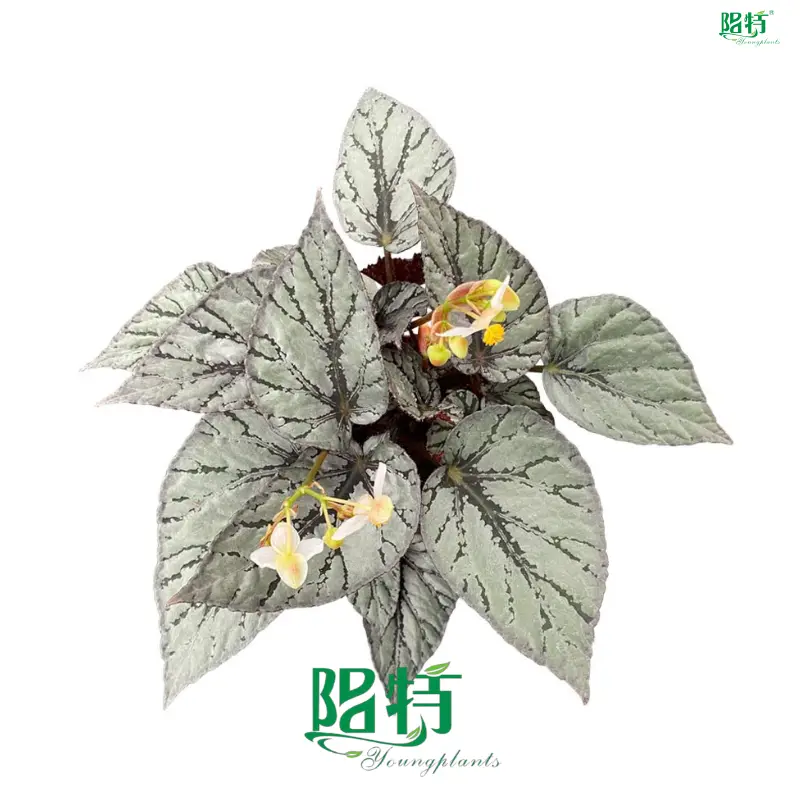 Begonia Arctic Breeze: Ornamental Plant Trendsetter 1