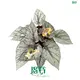Begonia Arctic Breeze: Ornamental Plant Trendsetter 1