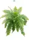 China-Made Fern Plant for Flower & Gardening Industry 1