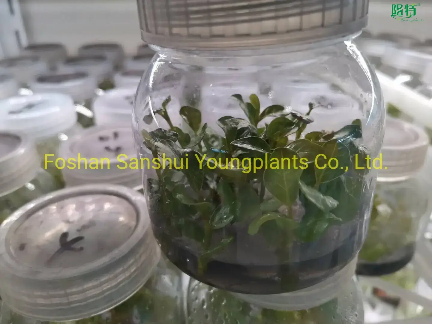 Coccoloba Uvifera Tissue Culture Young Plant Wholesale 1