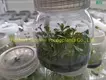Coccoloba Uvifera Tissue Culture Young Plant Wholesale 1