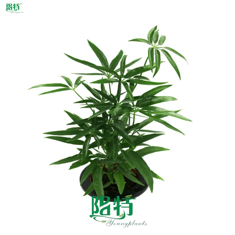 Schefflera Trinette: Advanced Technology Indoor Plant Export 1