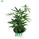 Schefflera Trinette: Advanced Technology Indoor Plant Export 1