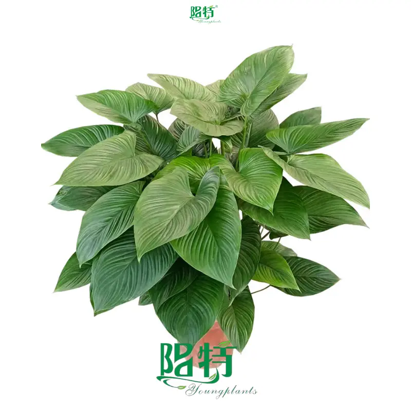 Homalomena Tissue Culture Tray Plants - Wholesale Import 1
