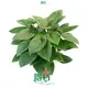 Homalomena Tissue Culture Tray Plants - Wholesale Import 1