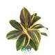 Cordyline Plant - Colorful Leaves, Easy Care 1