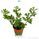 Schefflera Emarginata: Unique Heart-shaped Foliage, Rare Epiphytic Plant 1