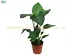 Strelitzia Augusta White Flowers Plant - High Quality Breed 1