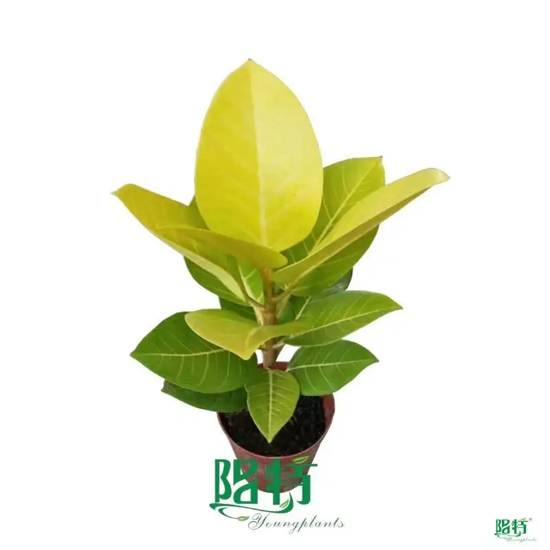 Ficus Altissima 'Gold' | Large Scale Production in Tissue Culture | Plug Plants 1