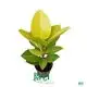 Ficus Altissima 'Gold' | Large Scale Production in Tissue Culture | Plug Plants 1