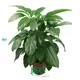 High Quality Variegated Schefflera Wholesale Plantlets 1
