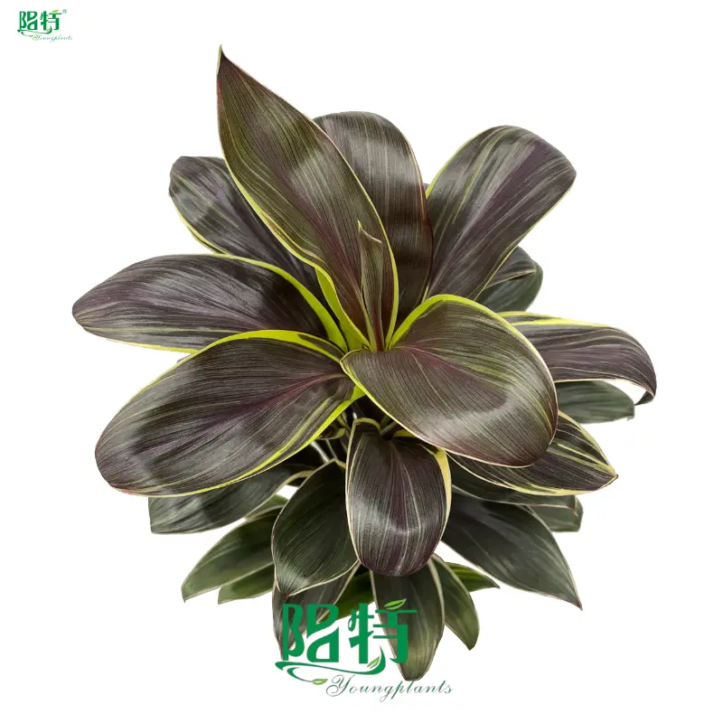 Cordyline Red Star Seedling: Labor & Cost Saving Upgrade 1