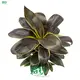 Cordyline Red Star Seedling: Labor & Cost Saving Upgrade 1