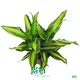 Dracaena Compacta Gold - Bright Light, Easy Care 1