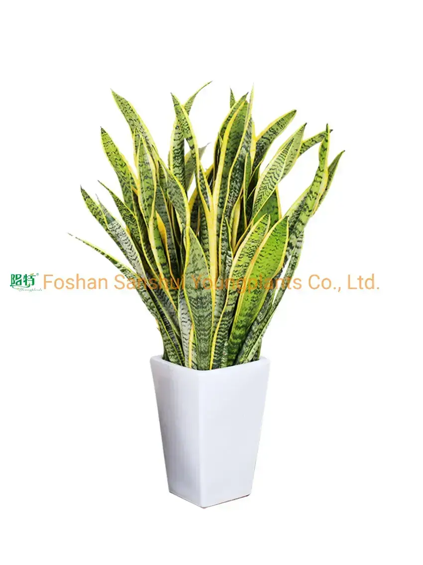 Sansevieria Laurentii Bonsai Long Wholesale Plant 1