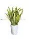 Sansevieria Laurentii Bonsai Long Wholesale Plant 1