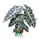 Alocasia Dewarf Amazonica Live Plantlets: Latest Technology Quality 1