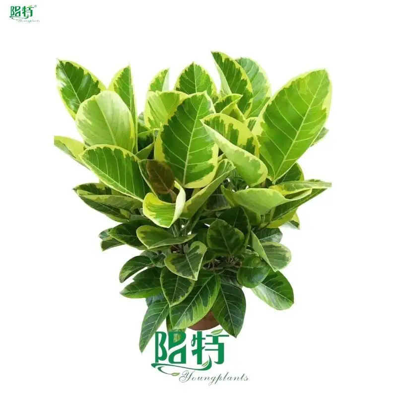High Quality Variegated Ficus for Indoor & Outdoor Care. Reserve Now! 1