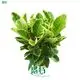 High Quality Variegated Ficus for Indoor & Outdoor Care. Reserve Now! 1