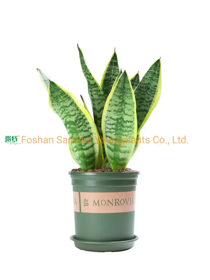 Efficient Sansevieria Compacta Bonsai - Wholesale Import 1