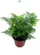 Fern Humata Tray Tissue Culture for Gardening - Easy Shopping Online 1