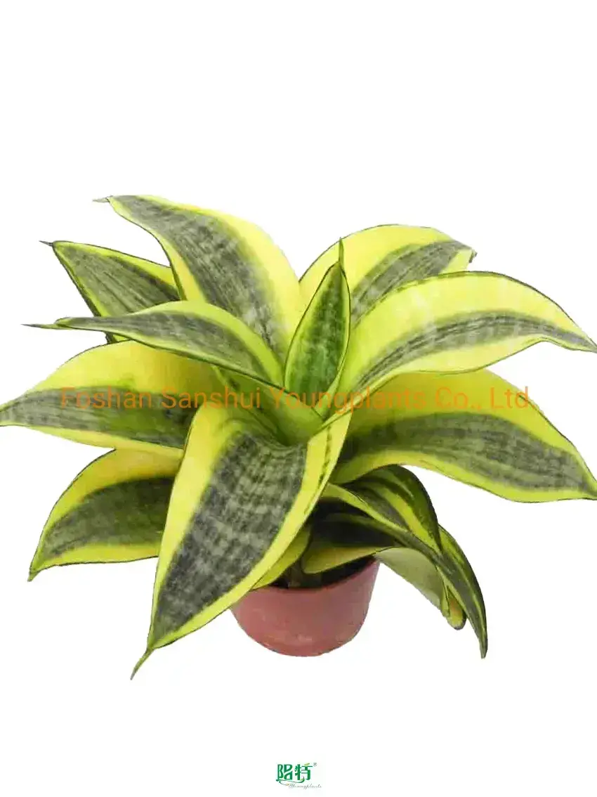 Sansevieria Golden Hahnii Bonsai - Efficient Manufacturing, Superior Quality 1