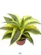 Sansevieria Golden Hahnii Bonsai - Efficient Manufacturing, Superior Quality 1