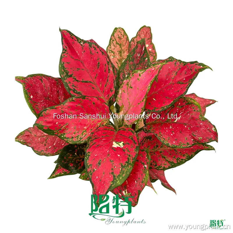 Pink Aglaonema 'Red Mushroom' - Light & Temp, Water & Humidity, Free Care Support 1