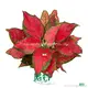 Pink Aglaonema 'Red Mushroom' - Light & Temp, Water & Humidity, Free Care Support 1