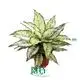 Aglaonema Thai Snowflakes - Colorful Tropical Plant 1