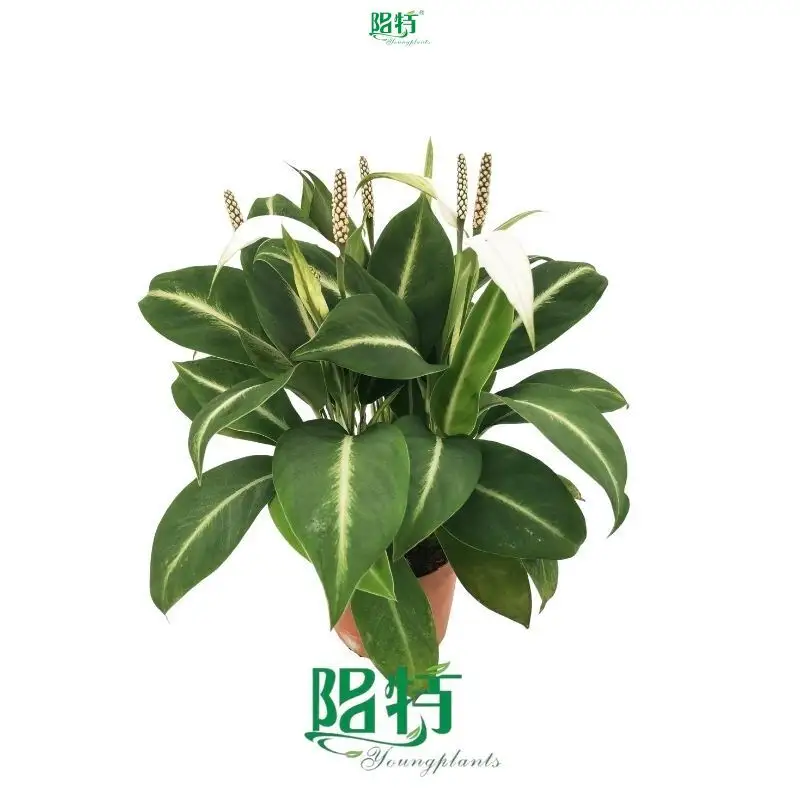 Spathiphyllum Tissue Culture Wholesale - High-Tech Plant Development 1