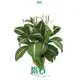 Spathiphyllum Tissue Culture Wholesale - High-Tech Plant Development 1