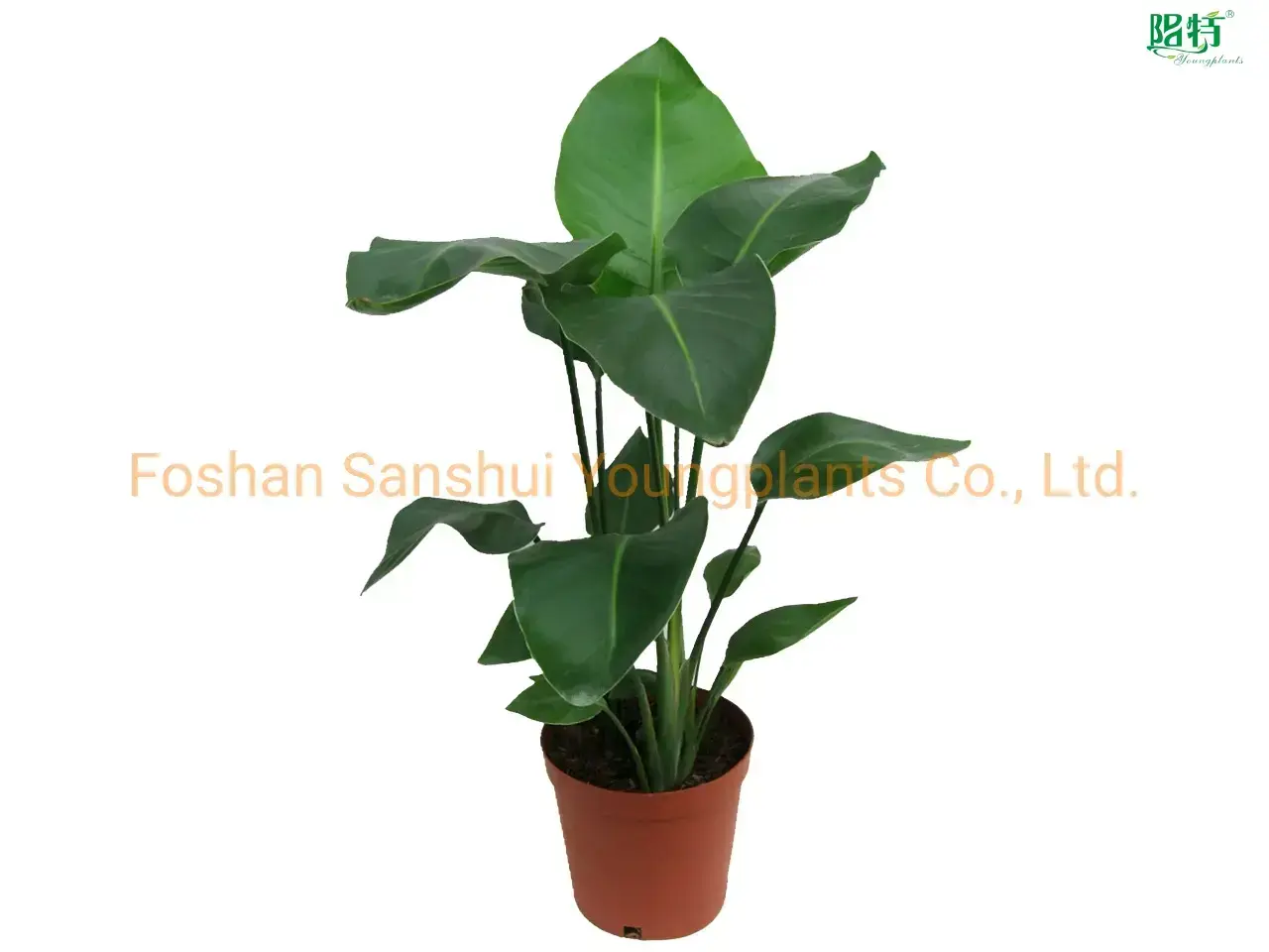 Strelitzia Augusta White Flower Seeds - High-Tech Breeding - Multi-Use Plant 1