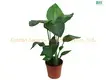 Strelitzia Augusta White Flower Seeds - High-Tech Breeding - Multi-Use Plant 1