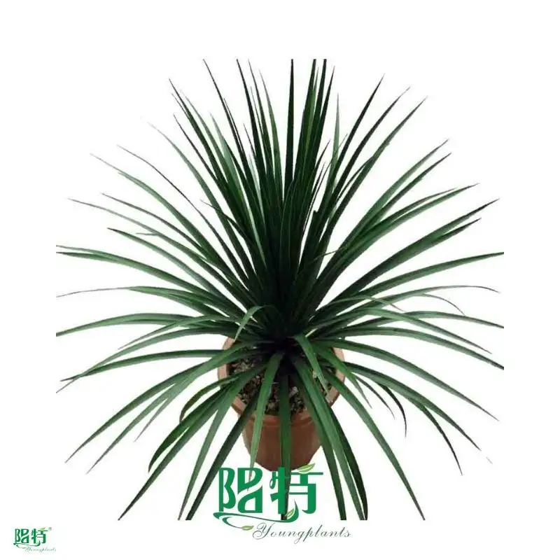 Dracaena Gold Cord Tray Plants - Wholesale Import, Tech Applied 1