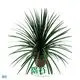 Dracaena Gold Cord Tray Plants - Wholesale Import, Tech Applied 1
