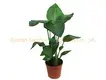 Strelitzia Augusta White Flowers Plant - Seeds Breeding Import 1
