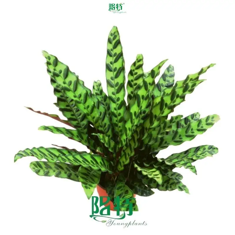 Calathea Tissue Culture Plants: Large Variety, Expertly Produced 1