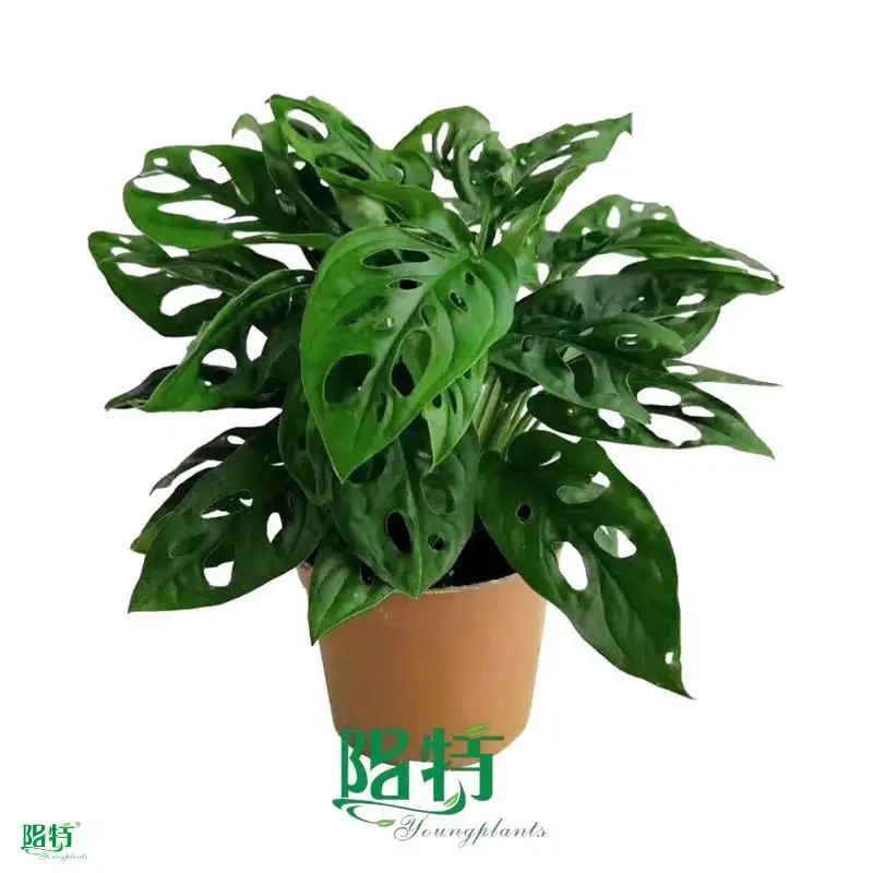 Monstera Friedrichsthalii/Obliqua Leaf Plant - Quality Tissue Culture Real Plants 1