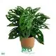 Monstera Friedrichsthalii/Obliqua Leaf Plant - Quality Tissue Culture Real Plants 1