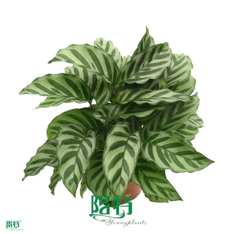 Calathea Tissue Culture Plants - High Quality Wholesale Price 1