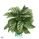 Calathea Tissue Culture Plants - High Quality Wholesale Price 1