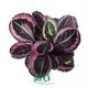 Calathea Tray Plants - High Quality Wholesale Maranta Leuconeura 1